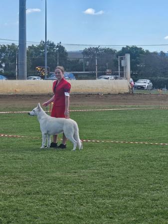 White Swiss Shepherd Dog for sale by FERNTHISTLE