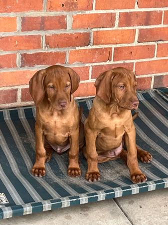Hungarian Vizsla for sale by KOOLOOMURT