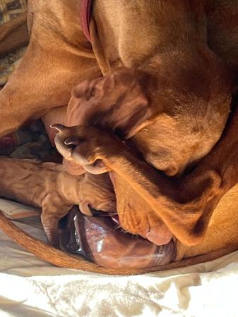 Hungarian Vizsla for sale by KOOLOOMURT
