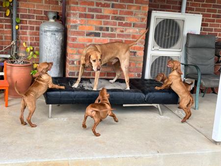 Hungarian Vizsla for sale by KOOLOOMURT