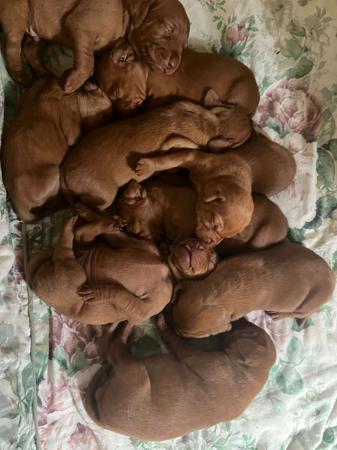Hungarian Vizsla for sale by KOOLOOMURT