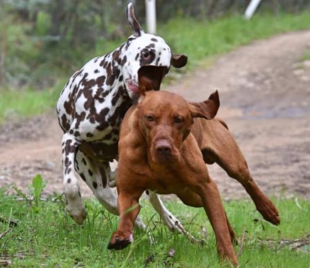Hungarian Vizsla for sale by KOOLOOMURT