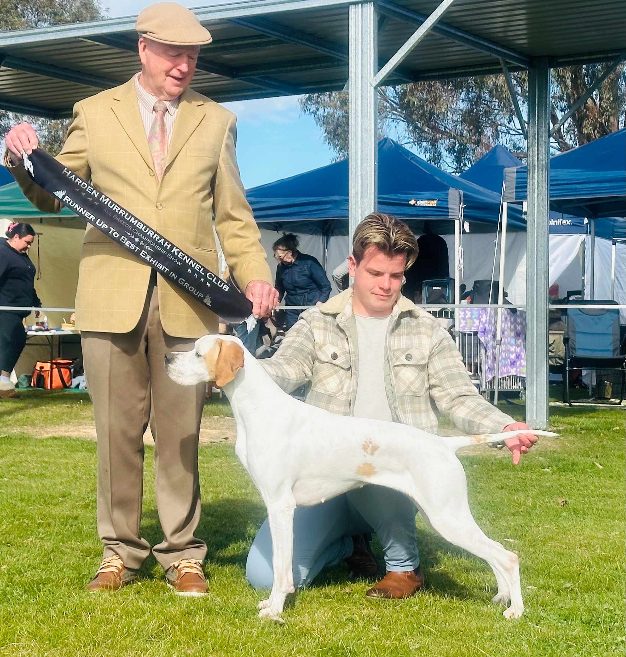 Aust Ch Chesterhope She’s A Cyclone (Imp NZ) Pointer Owned by Mr B