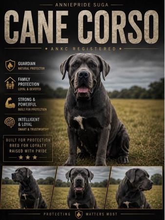 Cane Corso puppy for sale by ANNIEPRIDE