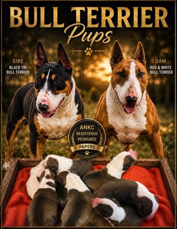 Bull Terrier puppy for sale by ANNIEPRIDE