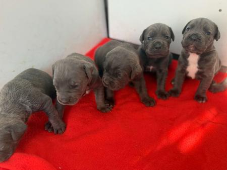Cane Corso puppy for sale by ANNIEPRIDE
