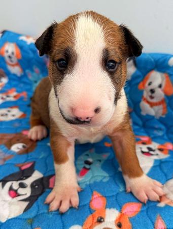 Bull Terrier puppy for sale by ANNIEPRIDE