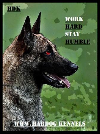Belgian Shepherd Dog (Malinois) for sale by HARDOGKENNELS