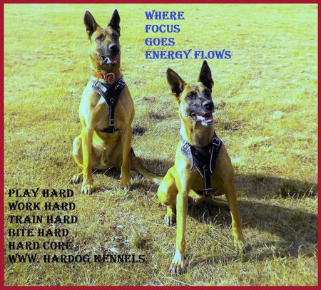 Belgian Shepherd Dog (Malinois) for sale by HARDOG