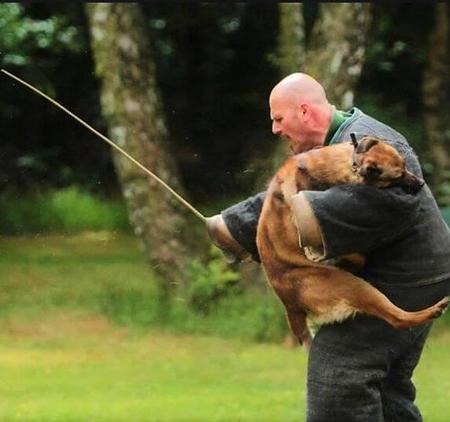 Belgian Shepherd Dog (Malinois) for sale by HARDOG