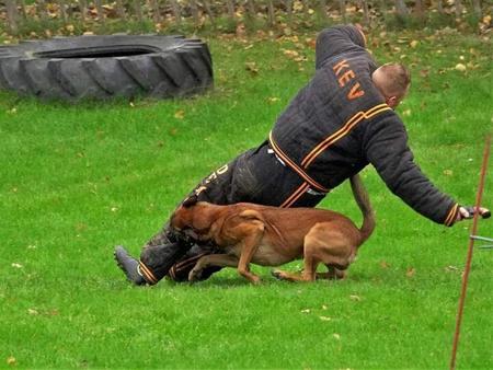 Belgian Shepherd Dog (Malinois) for sale by HARDOG