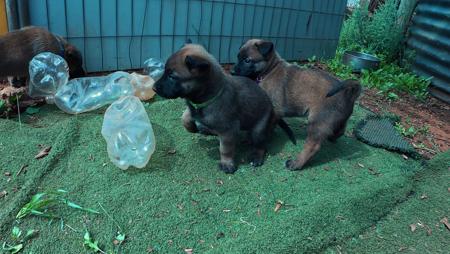 Belgian Shepherd Dog (Malinois) puppy for sale by HARDOGKENNELS