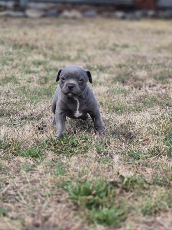 Staffordshire Bull Terrier puppy for sale by DEKOTABLU