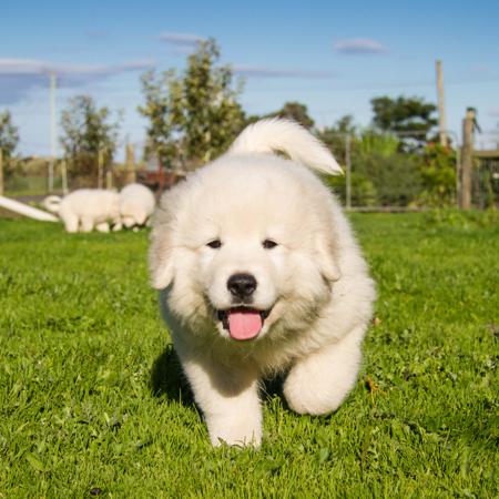 Maremma Sheepdog for sale by MAREMMANO