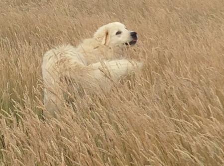 Maremma Sheepdog for sale by MAREMMANO