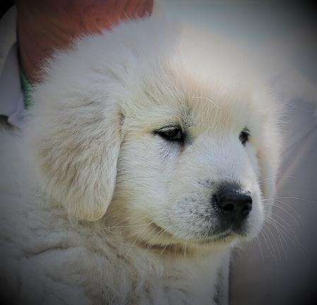 Maremma Sheepdog for sale by MAREMMANO