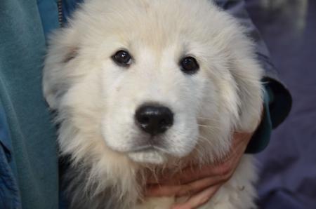 Maremma Sheepdog for sale by MAREMMANO