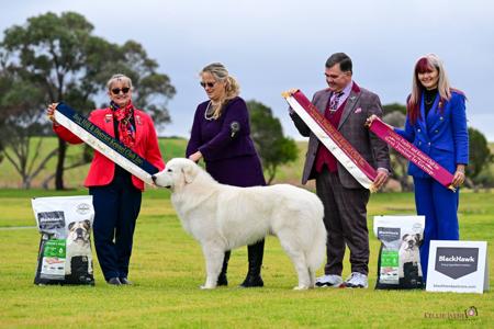 Maremma Sheepdog for sale by JOHNMORANGO