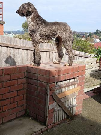 Afghan Hound puppy for sale by RIPPLEWHIP
