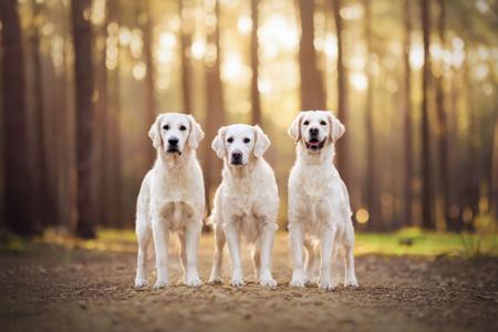 Golden Retriever for sale by HOLLYBRIGHTON