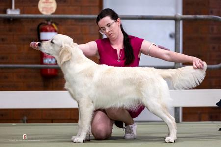 Golden Retriever for sale by BRIGHTSHAW