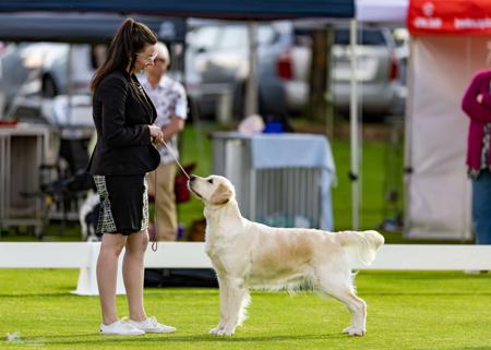Golden Retriever for sale by BRIGHTSHAW