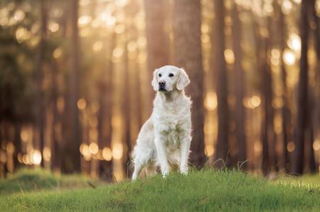 Golden Retriever for sale by BRIGHTSHAW