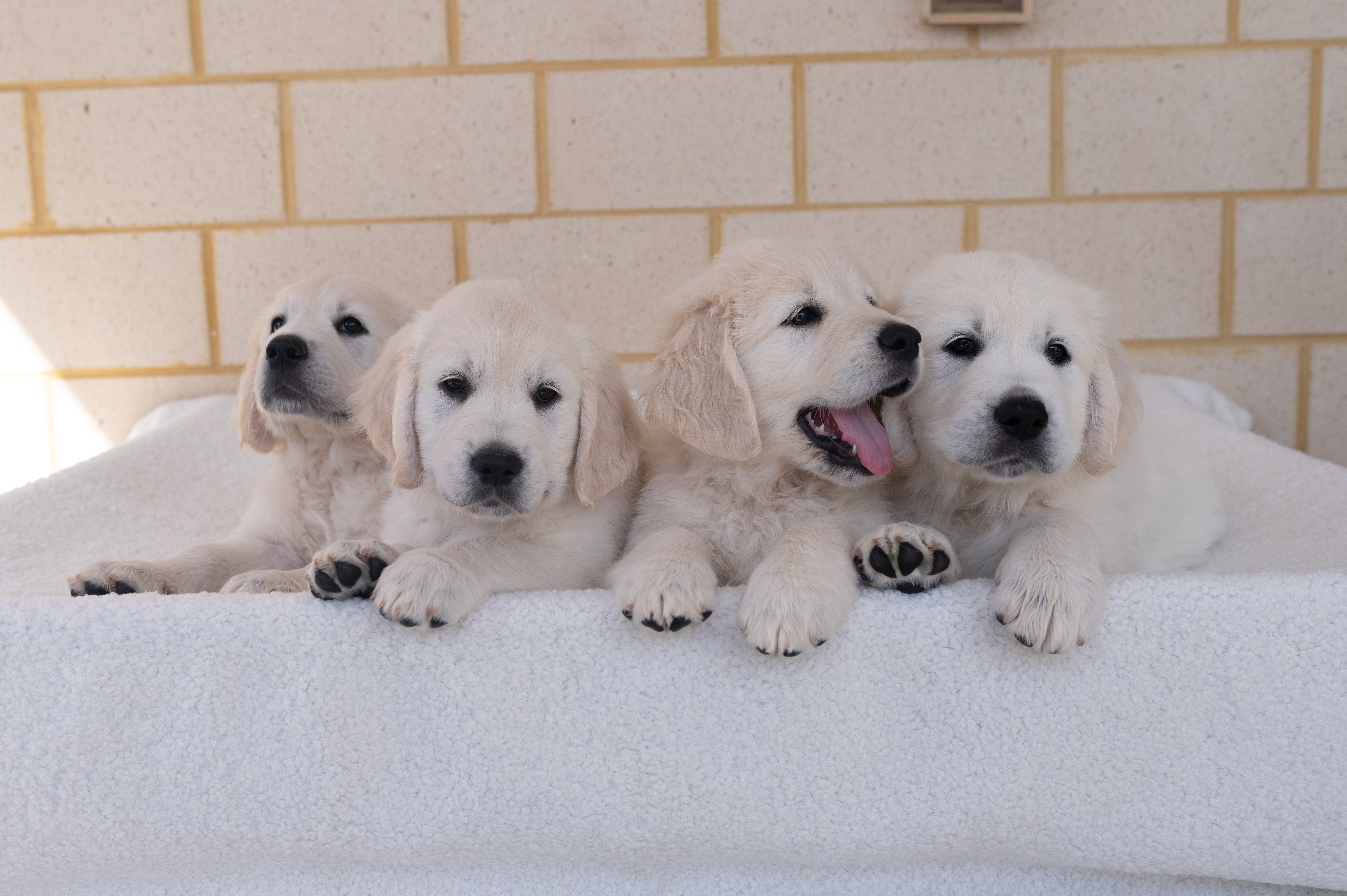 Golden Retriever for sale by BRIGHTSHAW