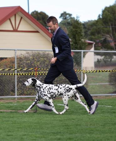 Dalmatian puppy for sale by ADSTAFF