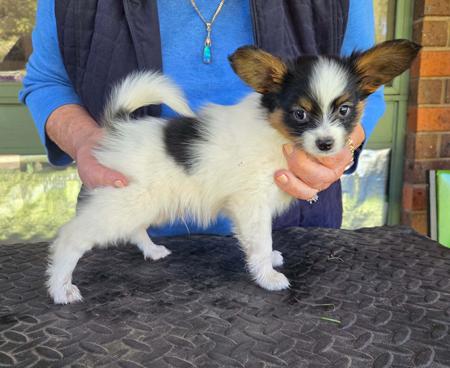 Papillon puppy for sale by SEYOSO