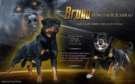 Rottweiler puppy for sale by LISACL76HOTMAILCOM