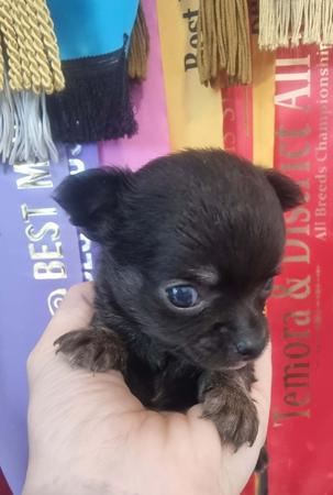 Chihuahua (Long Coat) puppy for sale by ANNASCHULTZE