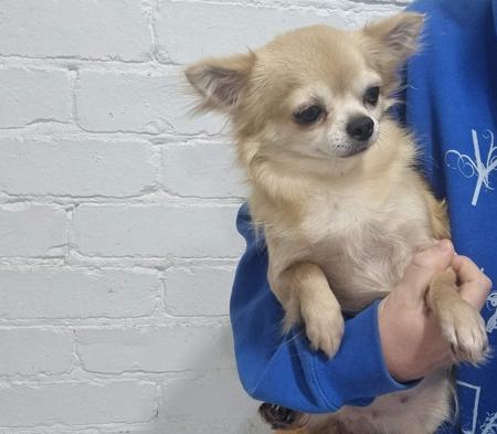Chihuahua (Long Coat) dog for sale by ANNASCHULTZE