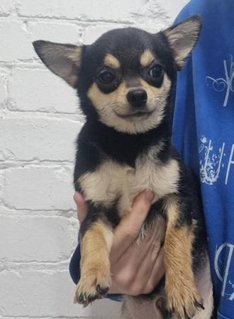 Chihuahua (Smooth Coat) dog for sale by ANNASCHULTZE