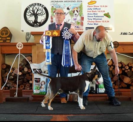 Bull Terrier for sale by CHOPSBULLIS