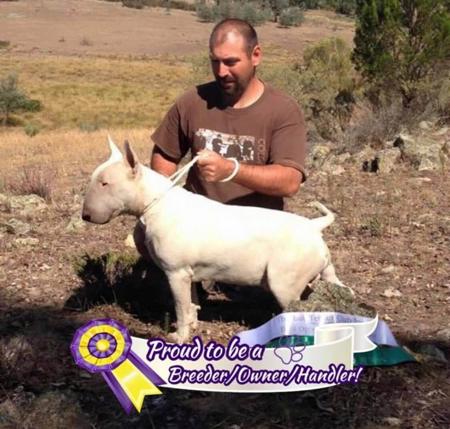 Bull Terrier for sale by CHOPSBULLIS