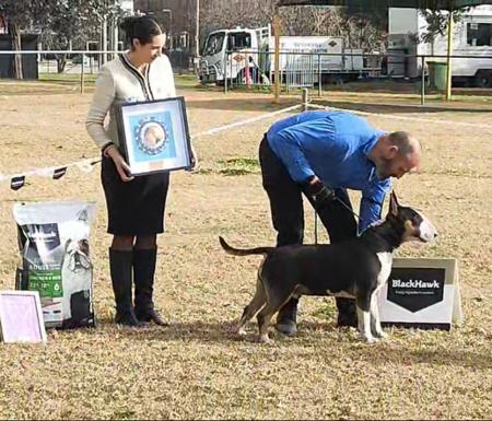 Bull Terrier for sale by CHOPSBULLIS