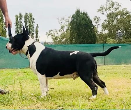 Bull Terrier for sale by CHOPSBULLIS