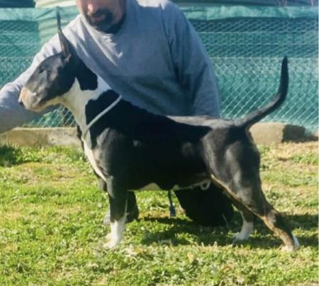 Bull Terrier for sale by CHOPSBULLIS
