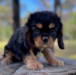 Cavalier King Charles Spaniel for sale by DOUGSBA