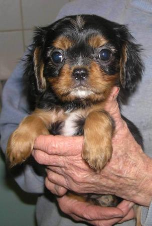 Cavalier King Charles Spaniel for sale by DOUGSBA