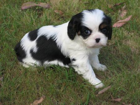 Cavalier King Charles Spaniel for sale by DOUGSBA