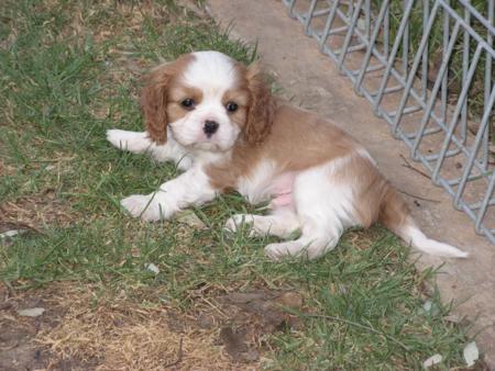 Cavalier King Charles Spaniel for sale by DOUGSBA