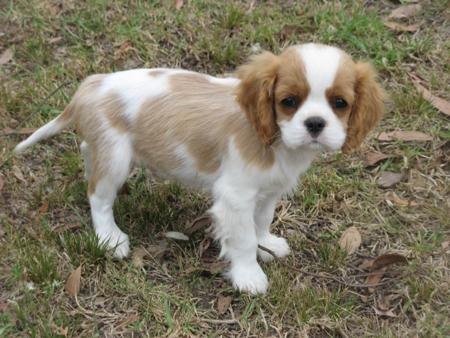 Cavalier King Charles Spaniel for sale by DOUGSBA