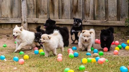 Finnish Lapphund for sale by SHAREEN