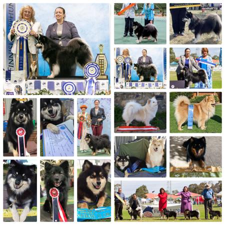 Finnish Lapphund for sale by CALEEBRA