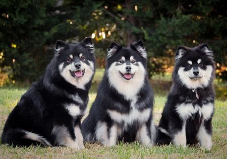 Finnish Lapphund for sale by CALEEBRA