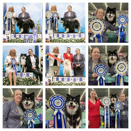 Finnish Lapphund for sale by CALEEBRA