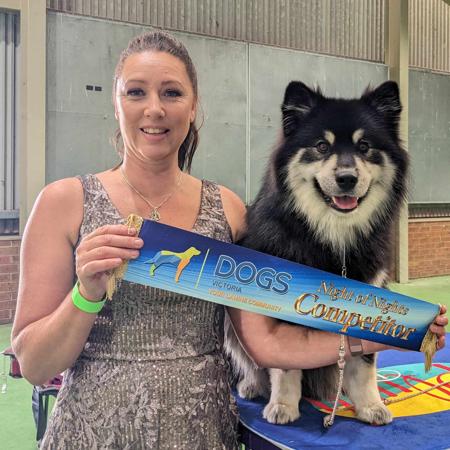 Finnish Lapphund for sale by CALEEBRA