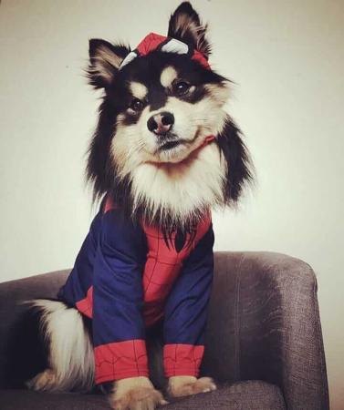 Finnish Lapphund for sale by CALEEBRA